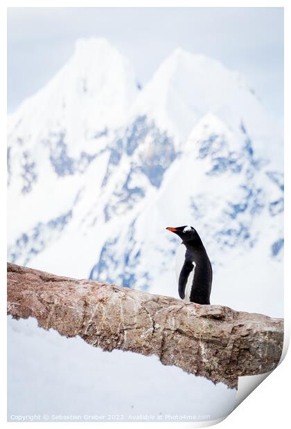 Onlooking Gentoo Penguin Print by Sebastien Greber