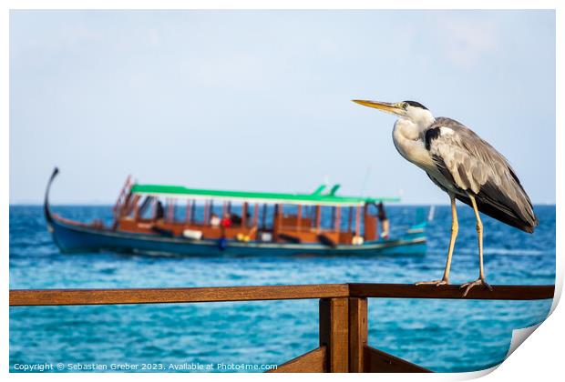 Grey Heron in the Maldives Print by Sebastien Greber