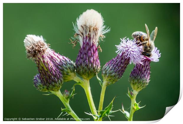 Bee on a Thistle Print by Sebastien Greber