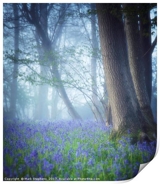 Bluebells In The Mist Print by Mark Stephens