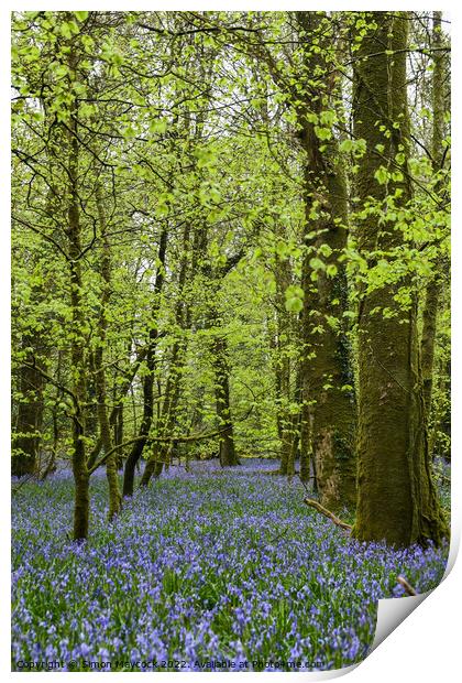 Bluebells in Bodmin Print by Simon Maycock