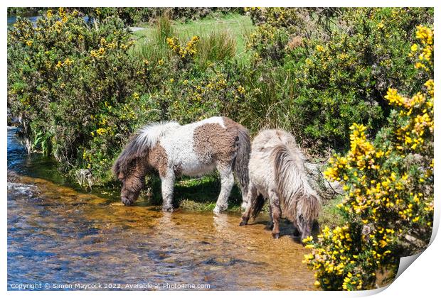 Dartmoor Ponies drinking from a river Print by Simon Maycock