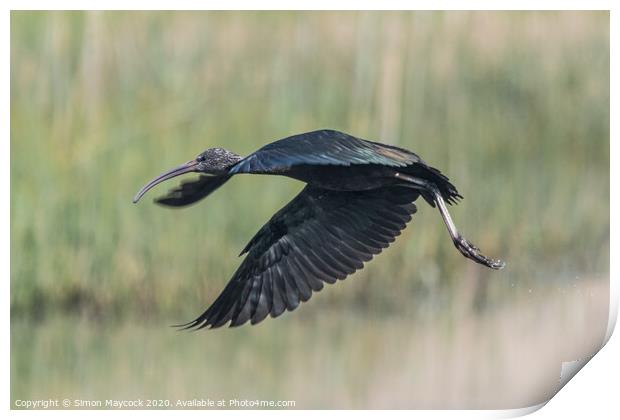 Glossy Ibis flying in Cornwall Print by Simon Maycock
