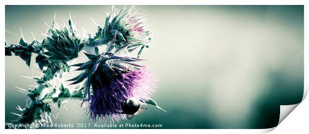 Thistle Print by Mike Roberts