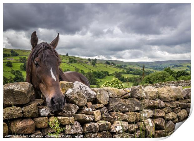 Swaledale pony Print by kevin cook