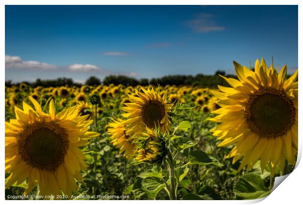 Yorkshire Sunflowers Print by kevin cook