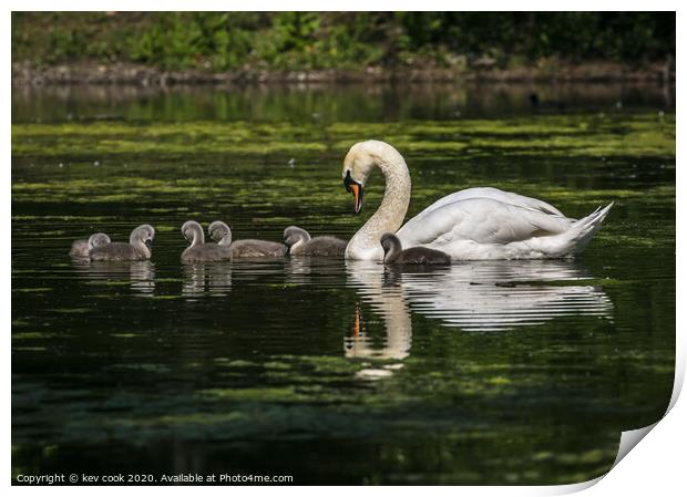 Mother swan Print by kevin cook