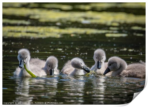 The Cygnets Print by kevin cook