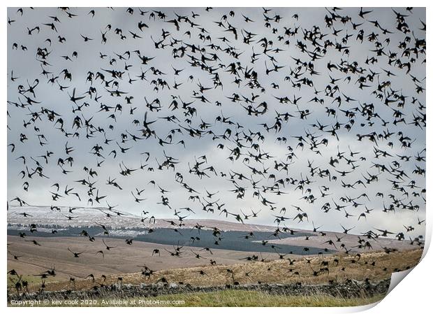 Starlings Print by kevin cook
