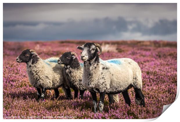 Sheep in T,heather Print by kevin cook