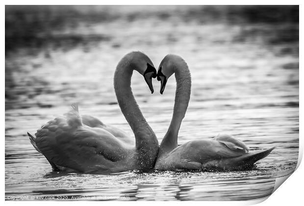 Swan love Print by kevin cook