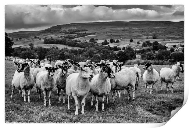 Wensley sheep Print by kevin cook