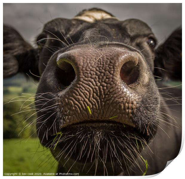 Coo Nose Print by kevin cook