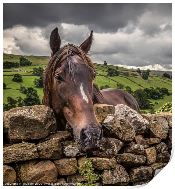 Swaledale pony-square Print by kevin cook