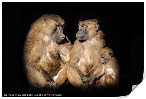 Baboons Print by kevin cook