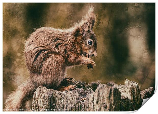 RED Squirrel Print by kevin cook