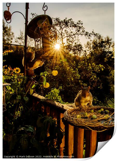 Squirels Supper Print by Mark Dobson
