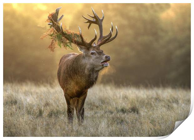 Red Stag Print by Bett Atherton