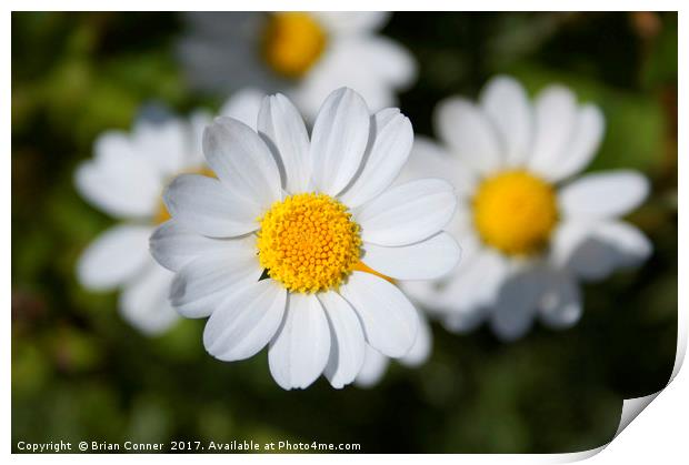 Common Daisy Print by Brian Conner