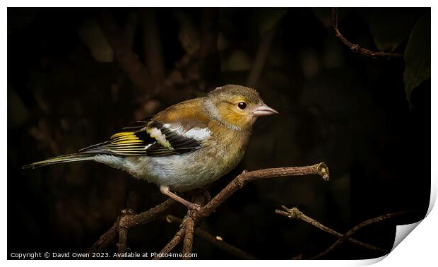 Vibrant Chaffinch in the Wild Print by David Owen