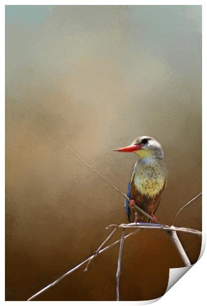 Kingfisher Print by David Owen