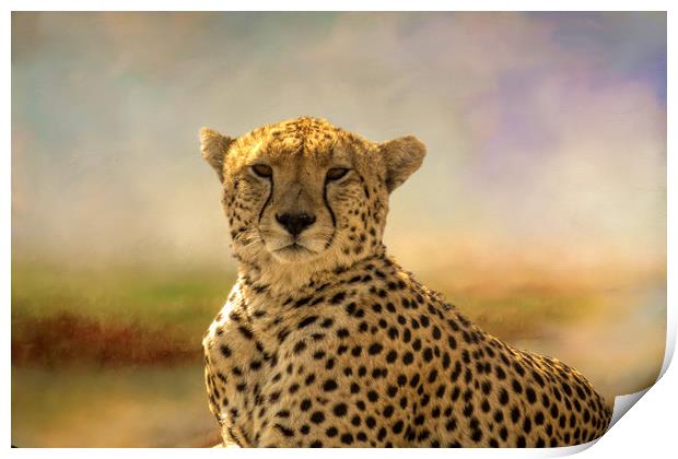 Cheetah Print by David Owen
