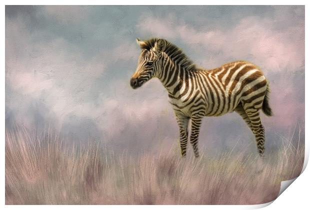 Baby zebra Print by David Owen