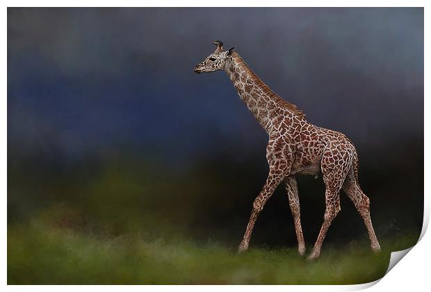 Giraffe on walkabout Print by David Owen