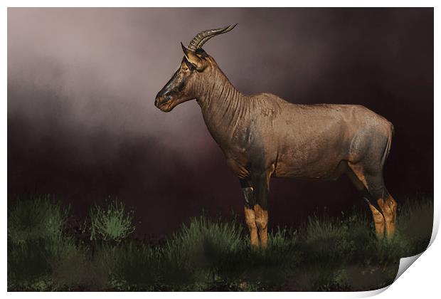 African buck Print by David Owen
