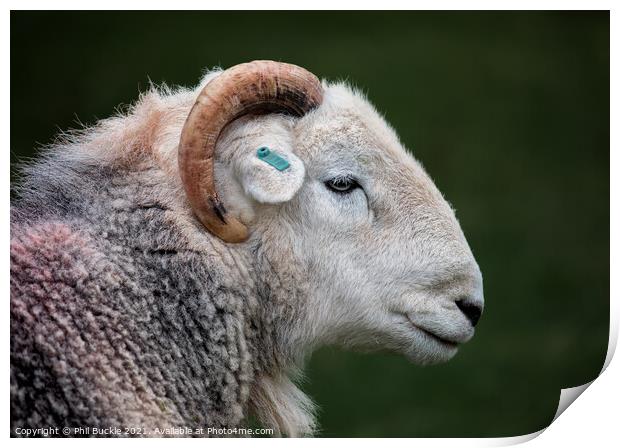 Herdy Ram Print by Phil Buckle