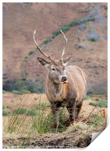 Glen Etive Stag Print by Phil Buckle