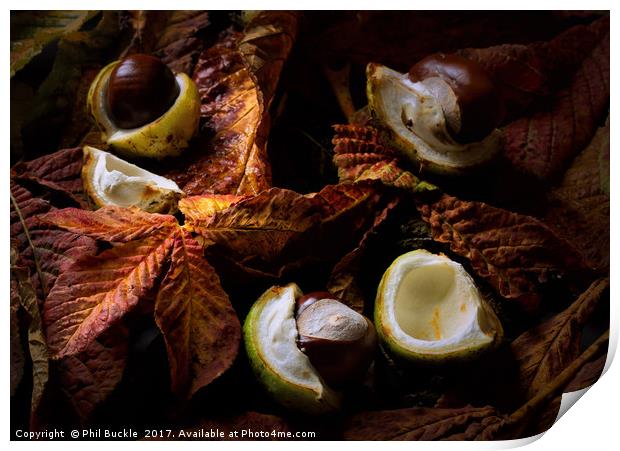 Autumn Conkers Print by Phil Buckle