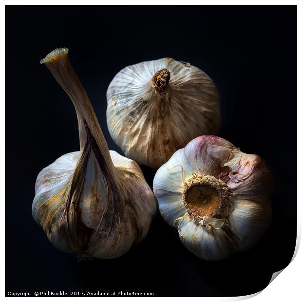 Garlic Bulbs Print by Phil Buckle