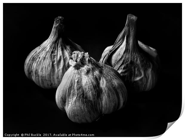 Garlic Bulbs Black and White Print by Phil Buckle