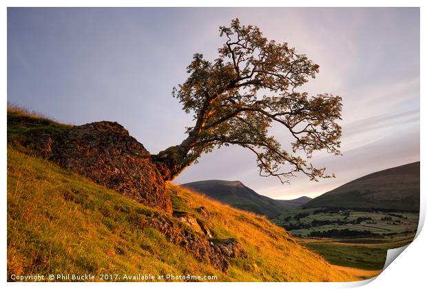 Lone Tree Golden Hour Print by Phil Buckle