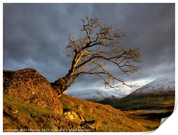 Low Rigg Lone Tree Golden Hour Print by Phil Buckle