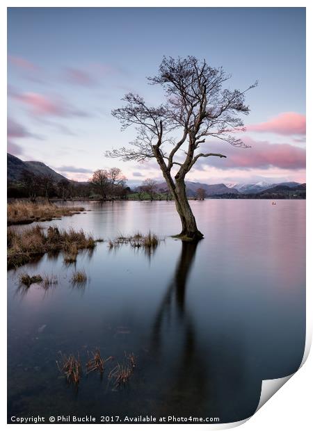 Gale Bay Lone Tree Print by Phil Buckle