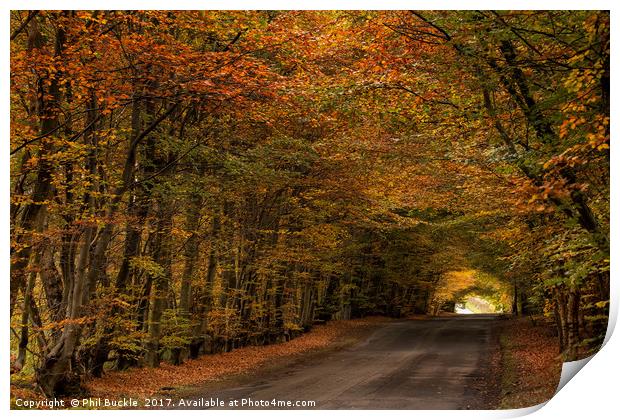 Autumn Colours Print by Phil Buckle