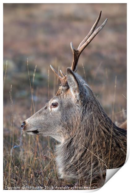 Glencoe Stag Print by Phil Buckle