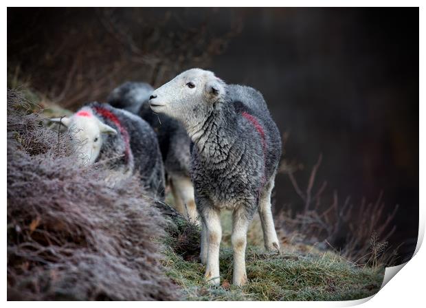 Herdwick Sheep Print by Phil Buckle