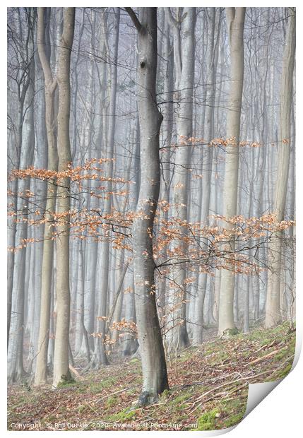 Mysterious Beech Tree Woodland Print by Phil Buckle