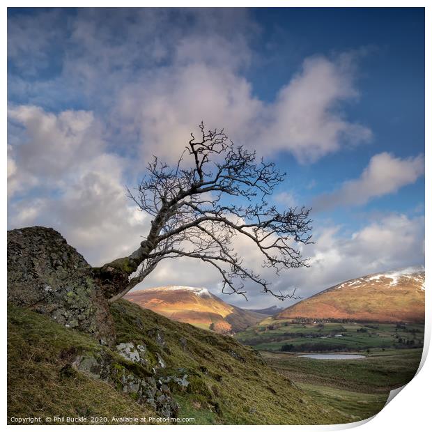 Low Rigg Lone Tree Print by Phil Buckle