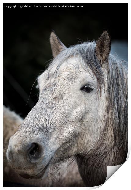 Fell Side White Horse Print by Phil Buckle