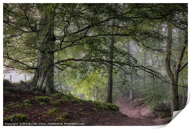 Mighty Gelt Woods Beech Print by Phil Buckle
