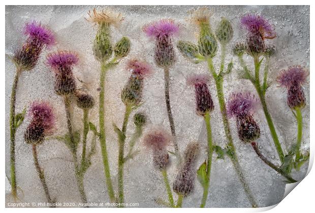 Field of Thistles Print by Phil Buckle
