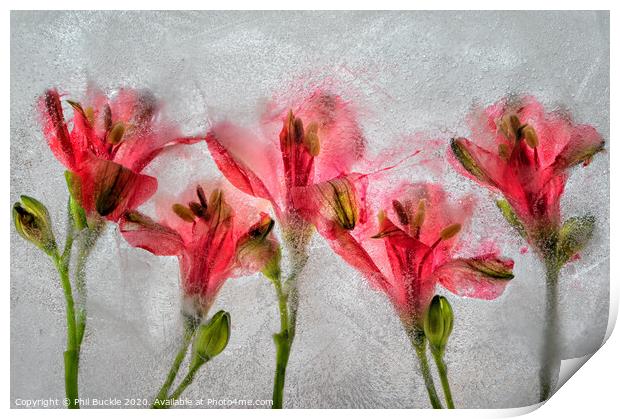 Alamestria Flowers Print by Phil Buckle