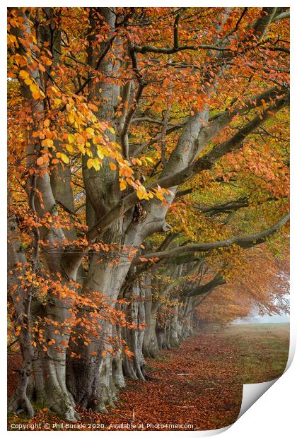 Autumn Beech Trees Print by Phil Buckle