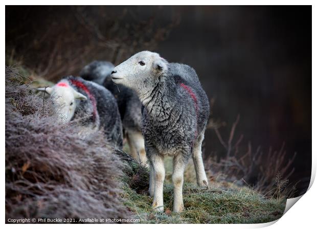 Ullswater Herdwick Sheep Print by Phil Buckle