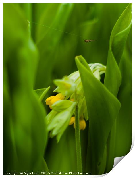 Cowslip hiding in Lily of the valley leaves Print by Aigar Lusti