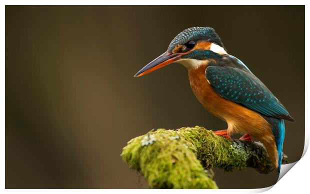 Kingfisher waiting patiently Print by harry morgan